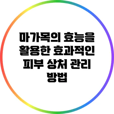마가목의 효능을 활용한 효과적인 피부 상처 관리 방법
