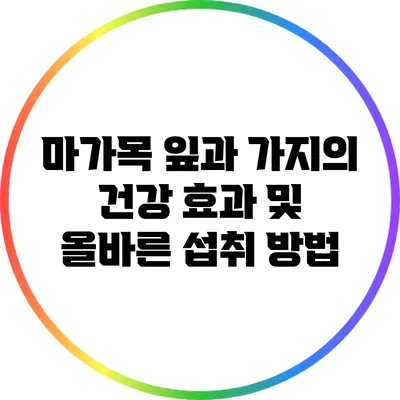 마가목 잎과 가지의 건강 효과 및 올바른 섭취 방법