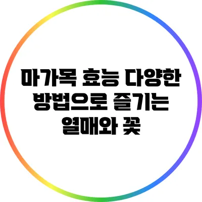 마가목 효능: 다양한 방법으로 즐기는 열매와 꽃