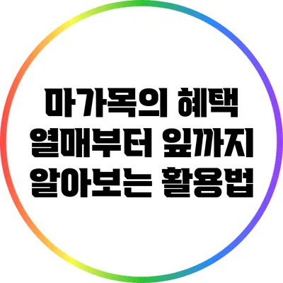마가목의 혜택: 열매부터 잎까지 알아보는 활용법