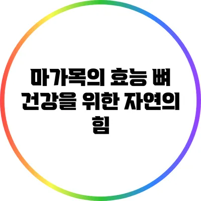 마가목의 효능: 뼈 건강을 위한 자연의 힘